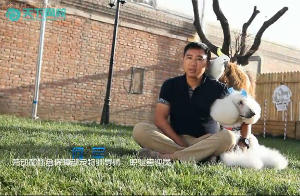 天下网校:让你的狗狗听话训练营-百万资源网