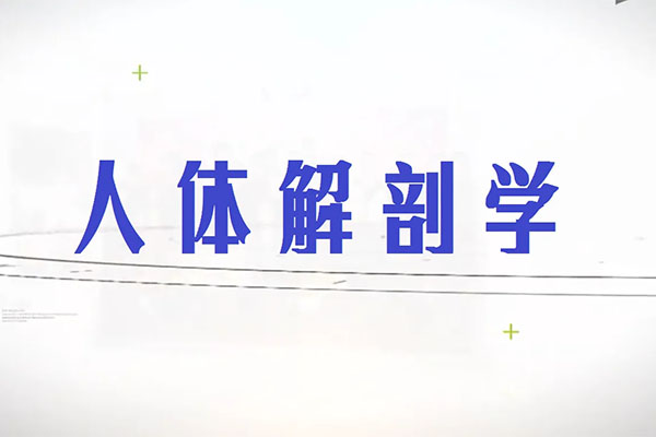 人体解剖学-第四军医大学（李云庆主讲，全130讲）-百万资源网