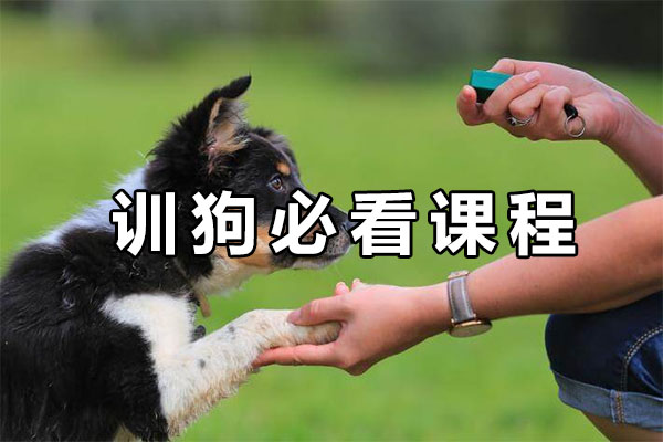 训狗必看:揭秘狗狗的天性和行为-百万资源网