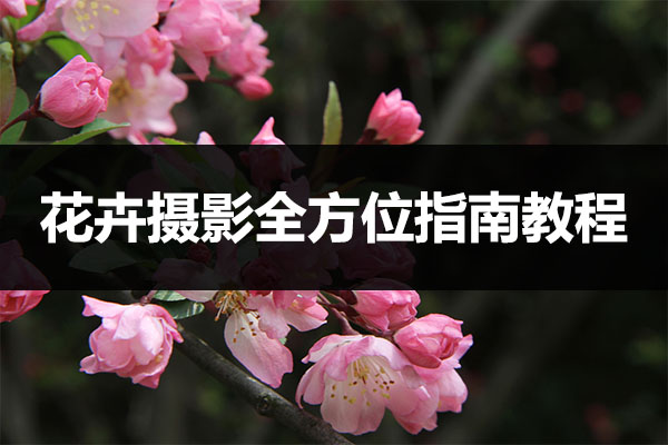 从新手到专家：花卉摄影全方位指南教程-百万资源网